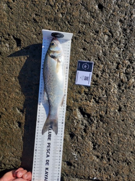 Fish Measure Picture